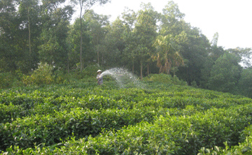 Tôn vinh cây chè xứ Thái