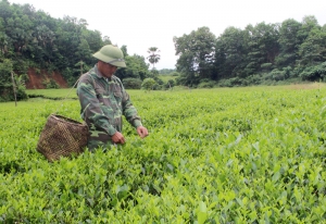 Phấn đấu mở rộng thêm diện tích chè an toàn