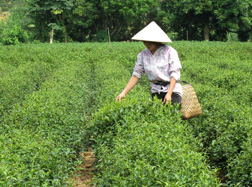 Hiệu quả từ mô hình sản xuất chè sạch