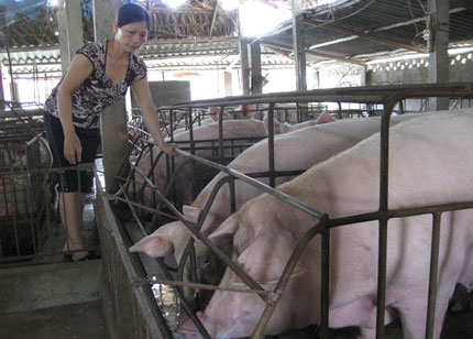 Chịu học hỏi, làm mới giỏi