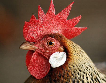 Gà không lây cúm gia cầm