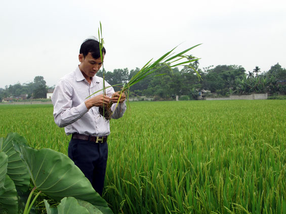 Chủ động phòng trừ sâu, bệnh hại lúa xuân