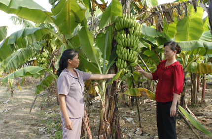 Chuối tiêu hồng trên đất vườn Sơn Cẩm