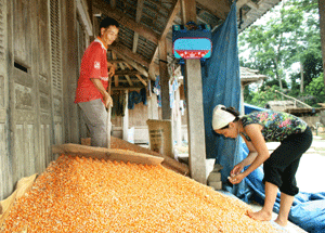 Chuyển dịch cơ cấu giống, cây trồng ở Võ Nhai