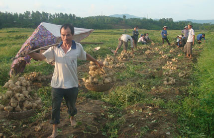 Đại Từ xây dựng các mô hình kinh tế cao