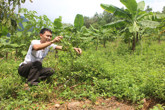 Người dân chưa mặn mà với cây ba kích