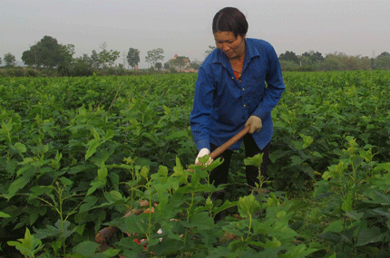 Người làng nghề tính chuyện bỏ nghề