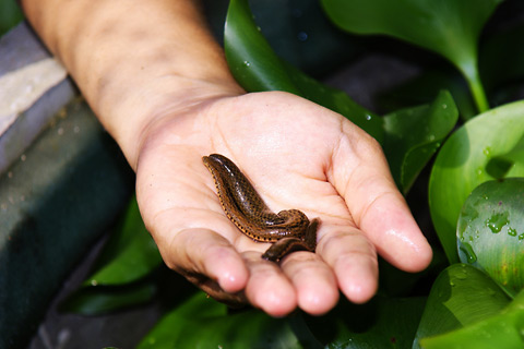 Phát hiện loài đỉa có răng