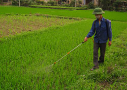 Tăng cường các biện pháp phòng trừ bệnh hại lúa