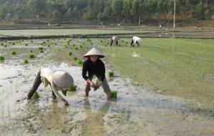 Thái Nguyên vào vụ mới