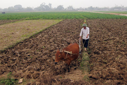 Xuân Phương sẽ gieo cấy 100% trà xuân muộn