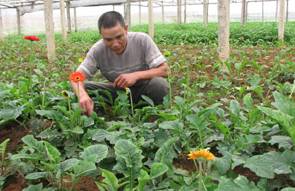 "Hái" tiền từ hoa đồng tiền