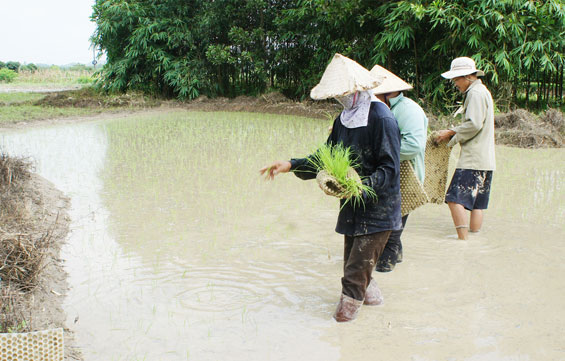Gieo cấy đạt gần 70% diện tích lúa mùa