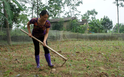 Trồng mới và cải tạo gần 22ha chè