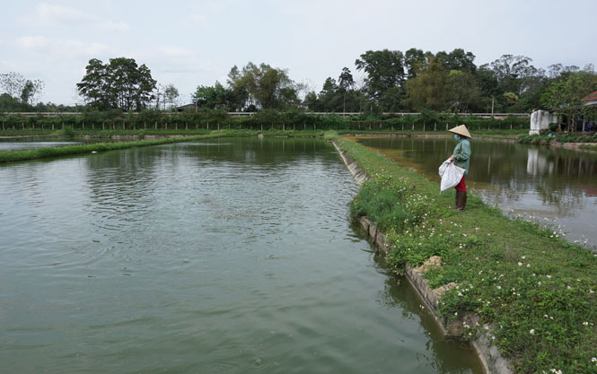 Sản lượng thủy sản thương phẩm tăng 11,6%