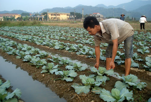 Nâng cao giá trị cây trồng vụ đông