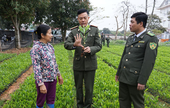 Kiểm tra chất lượng cây giống trồng rừng
