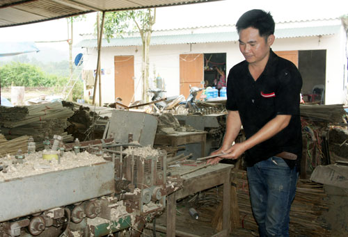 Giảm nghèo từ trồng cây tre phấn