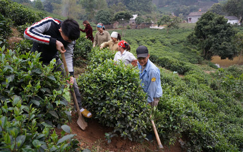 Rộn ràng trước ngày hội trà