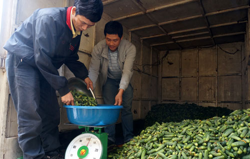 Hiệu quả bước đầu từ mô hình trồng dưa chuột Anaxo