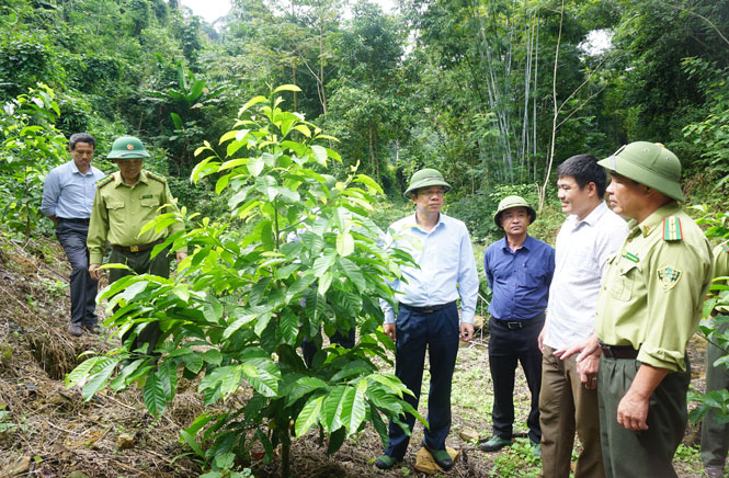 Kiểm tra tiến độ thực hiện dự án và công tác trồng rừng