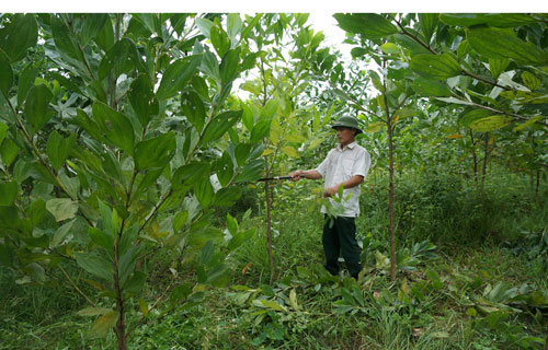 Người ươm mầm trên vùng đất khó