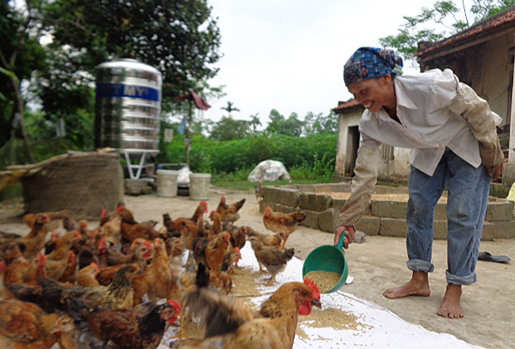 Hỗ trợ hộ nghèo chăn nuôi gà thương phẩm