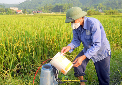 Tích cực phòng trừ sâu bệnh gây hại trên lúa mùa