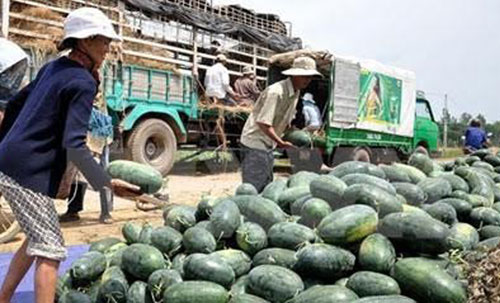 Tiêu thụ dưa hấu: Hiển hiện nhiều mối lo