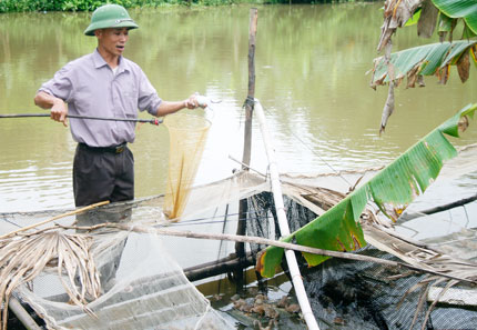 Sông Công: Tổng kết thí điểm mô hình nuôi ếch lồng