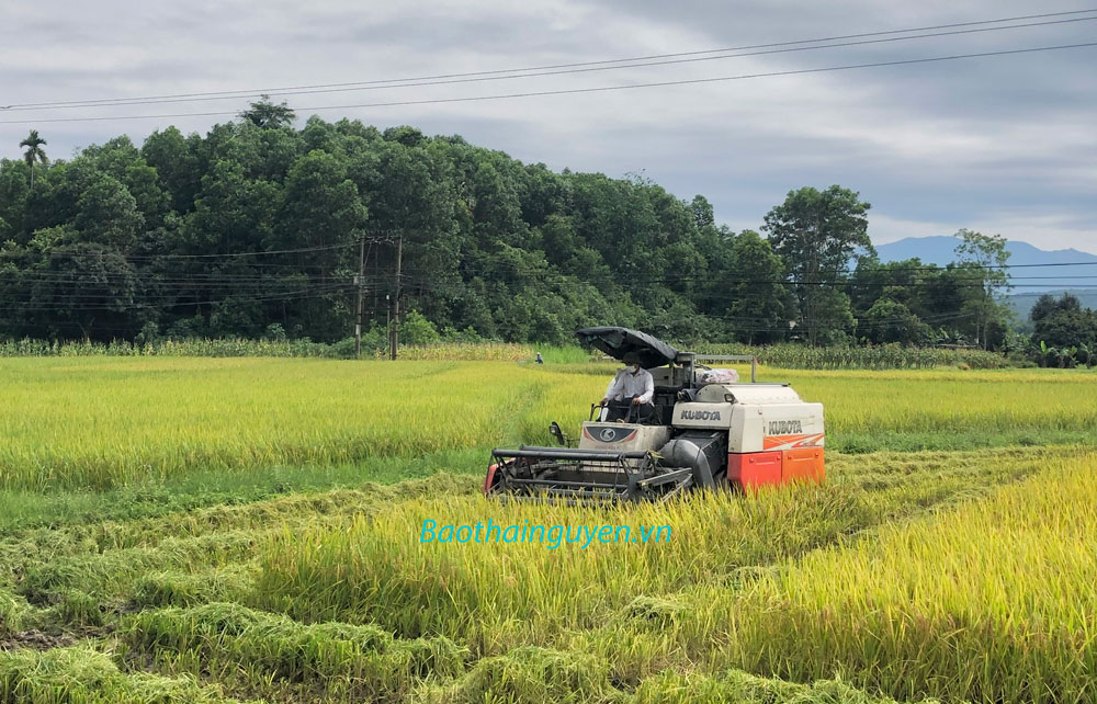 Phú Lương: Năng suất lúa xuân ước đạt trên 56,6 tạ/ha
