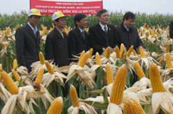 Đánh giá mô hình trình diễn giống ngô lai đơn LVN61