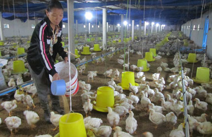 Phát triển kinh tế theo hướng trang trại