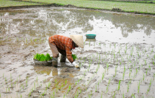 Phổ Yên: Gieo cấy được trên 4.929 ha lúa mùa sớm