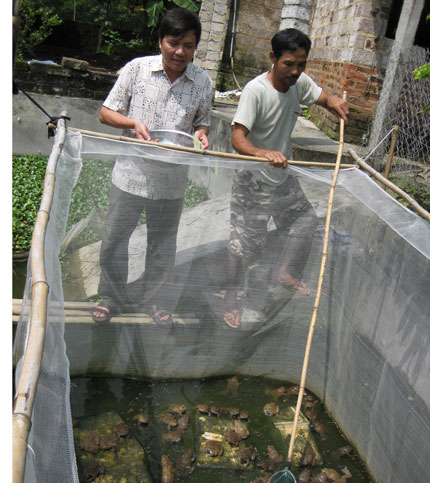 Ông Hát nuôi ếch làm giầu