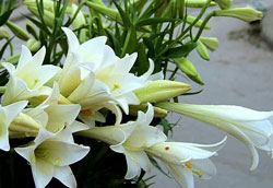 Hoa loa kèn tháng tư