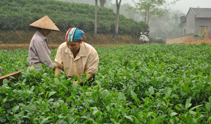 Định Hóa: Giải quyết việc làm cho hơn 8.000 lao động