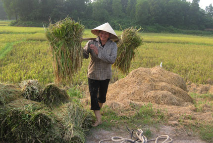 Trên 10 tỷ đồng  hỗ trợ sản xuất lương thực