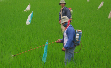 Ra quân phòng, trừ bệnh lùn sọc đen gây hại trên lúa mùa