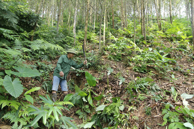 Ngăn chặn nguy cơ cháy rừng