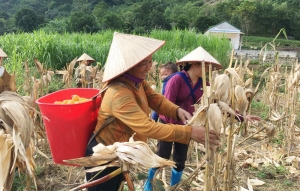 Nhịp sống sôi động ở Khe Mong