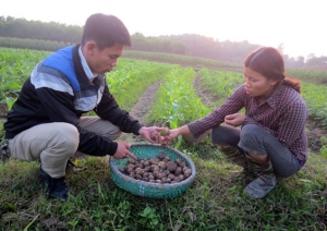 Tân Quang mất mùa khoai tây