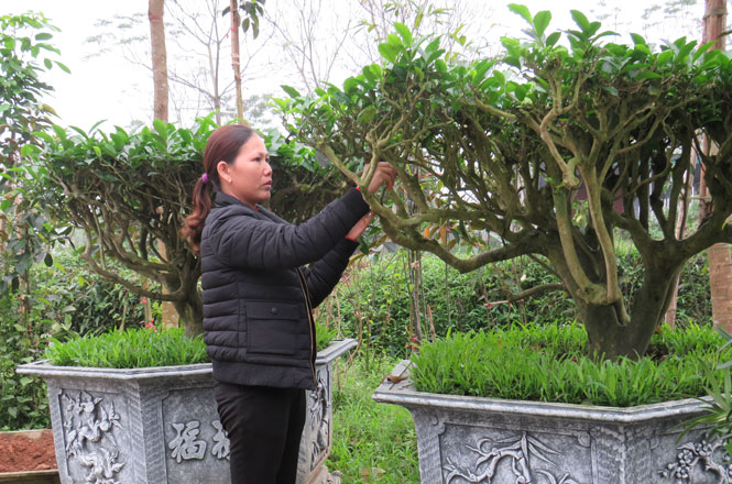 Hương sắc Trà Xuân