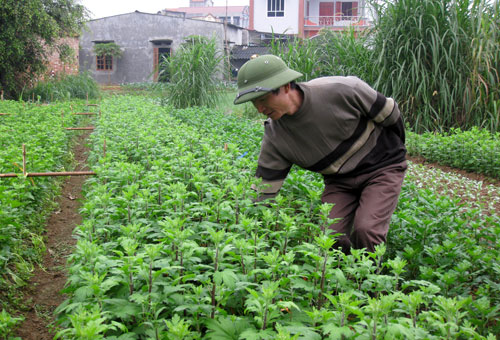 Động lực để nông dân phát triển sản xuất