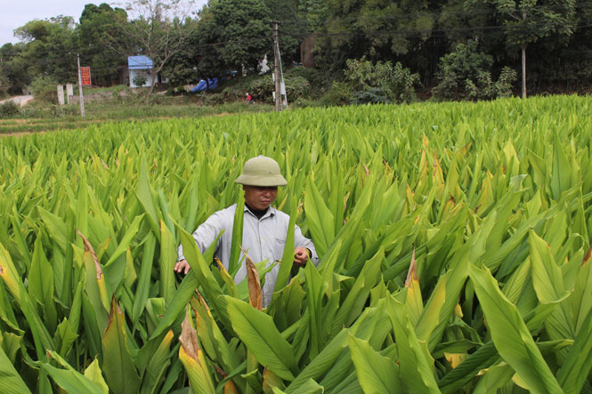 Triển vọng từ mô hình trồng nghệ dược liệu ở Võ Nhai