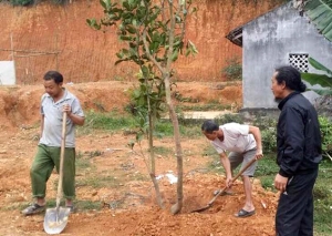 Phú Lương triển khai thí điểm mô hình “bưởi diễn giống cổ”