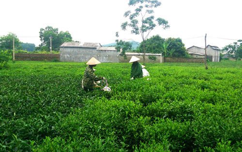 Tái cơ cấu ngành Nông nghiệp theo hướng phát triển bền vững