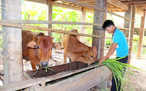 Võ Nhai: Trên 4.500 hộ nông dân sản xuất kinh doanh giỏi