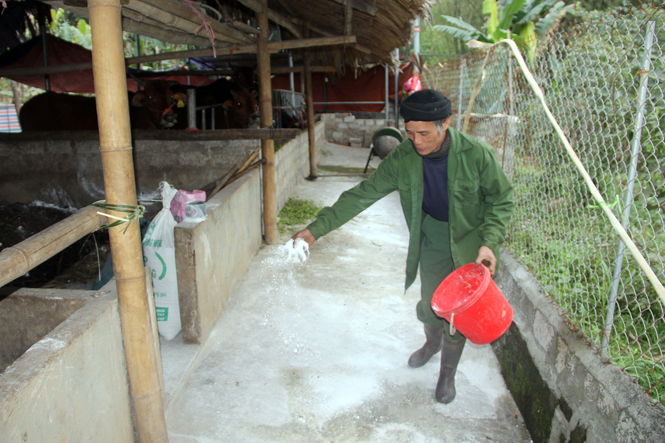 Đinh Hóa: Chủ động phòng chống bệnh lở mồm long móng