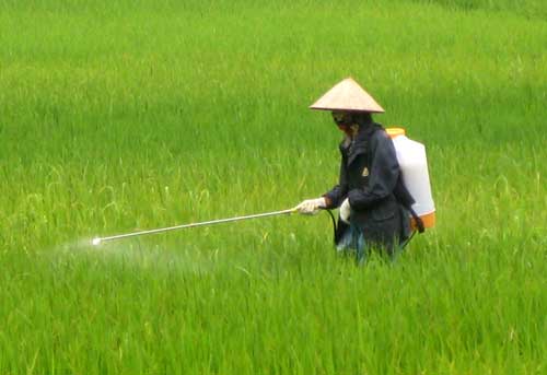 Lúa xuân sẽ được thu hoạch sớm hơn khoảng 15 ngày